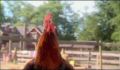 dr dolittle 3-avi_457.jpg